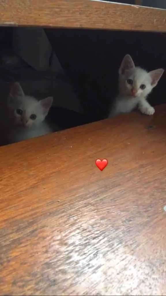 Gato raça  idade 2 a 6 meses nome ainda estão sem nome