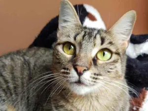 Gato raça SRD idade 1 ano nome Zara