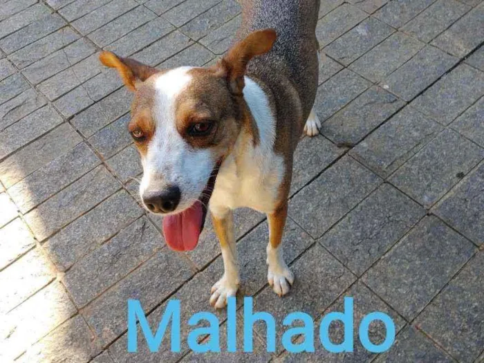 Cachorro ra a SRD idade 2 a 6 meses nome Srds