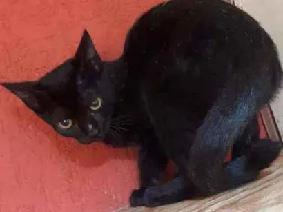 Gato raça Srd idade 2 a 6 meses nome Nino