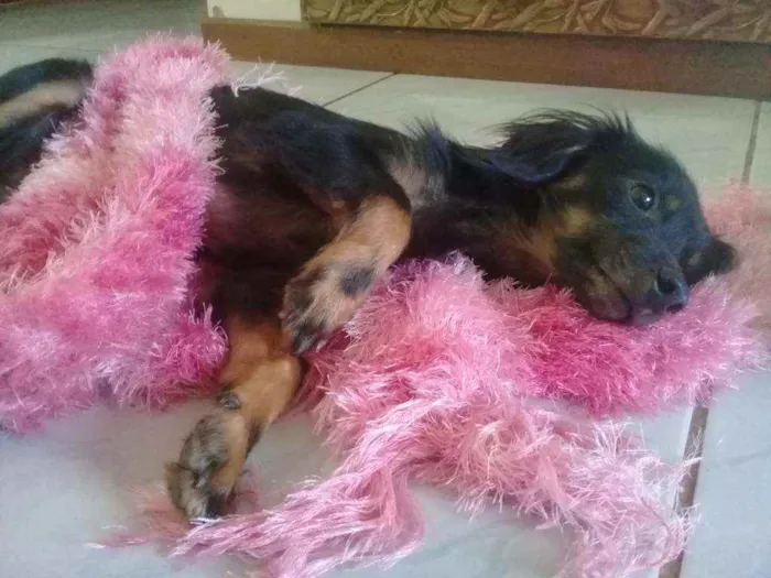 Cachorro ra a Sem Raça idade 3 anos nome Sem Nome
