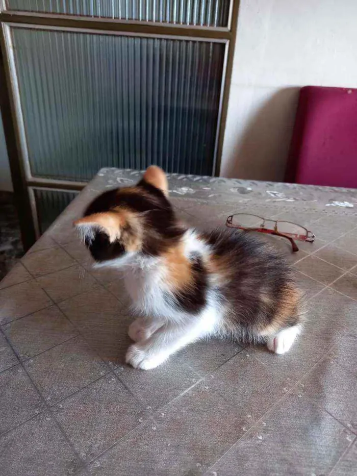 Gato raça Vira-lata idade 2 a 6 meses nome Lara