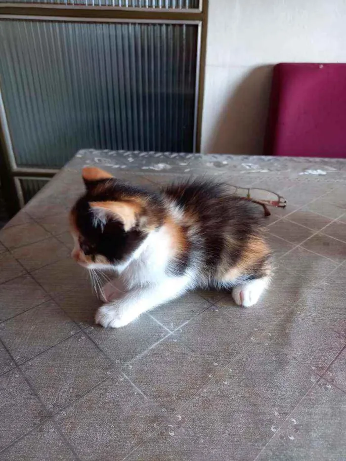 Gato raça Vira-lata idade 2 a 6 meses nome Lara