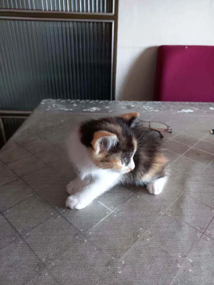 Gato raça Vira-lata idade 2 a 6 meses nome Lara