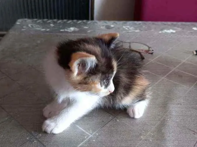 Gato raça Vira-lata idade 2 a 6 meses nome Lara