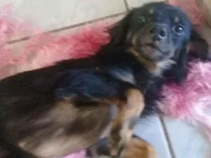 Cachorro raça Sem Raça idade 3 anos nome Sem Nome