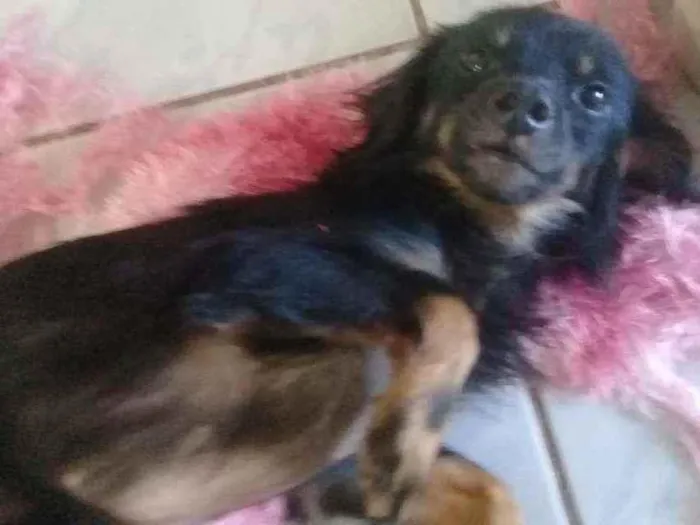 Cachorro ra a Sem Raça idade 3 anos nome Sem Nome