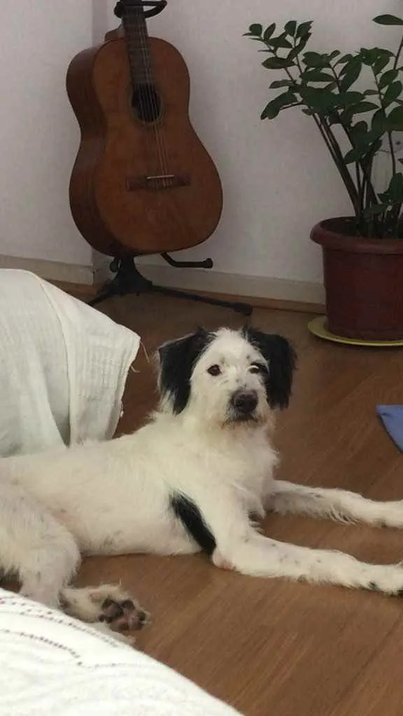 Cachorro ra a RND idade 7 a 11 meses nome Luck