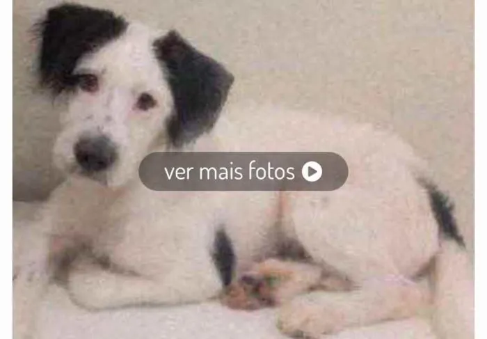 Cachorro ra a RND idade 7 a 11 meses nome Luck