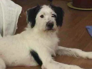 Cachorro raça RND idade 7 a 11 meses nome Luck