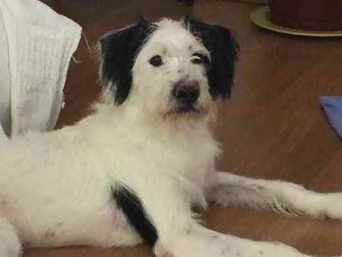 Cachorro ra a RND idade 7 a 11 meses nome Luck
