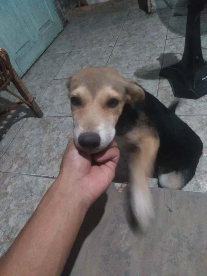 Cachorro ra a Vira-latas  idade 2 a 6 meses nome Pretinha