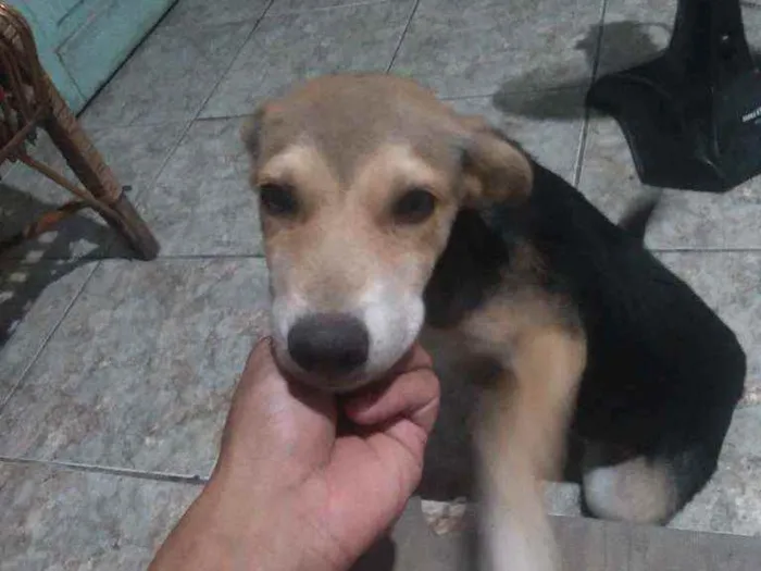 Cachorro ra a Vira-latas  idade 2 a 6 meses nome Pretinha