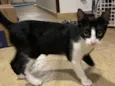 Apolo