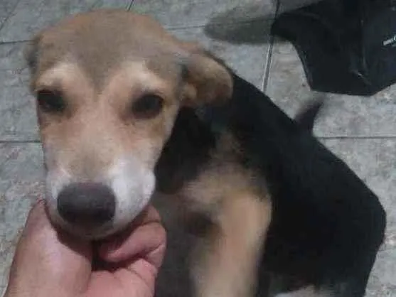 Cachorro ra a Vira-latas  idade 2 a 6 meses nome Pretinha