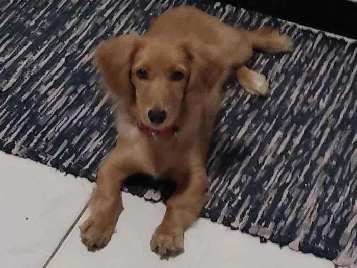 Cachorro ra a Não definida idade 7 a 11 meses nome Luna