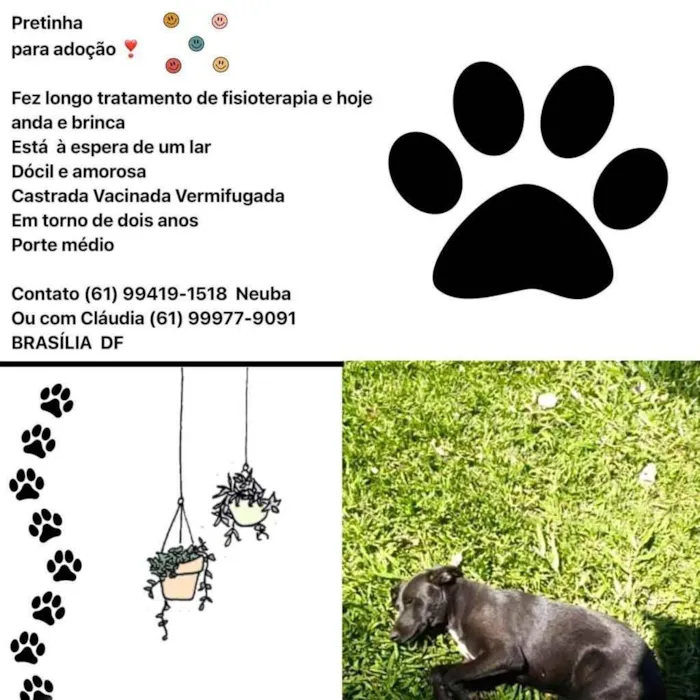 Cachorro ra a SRD idade 2 anos nome Pretinha