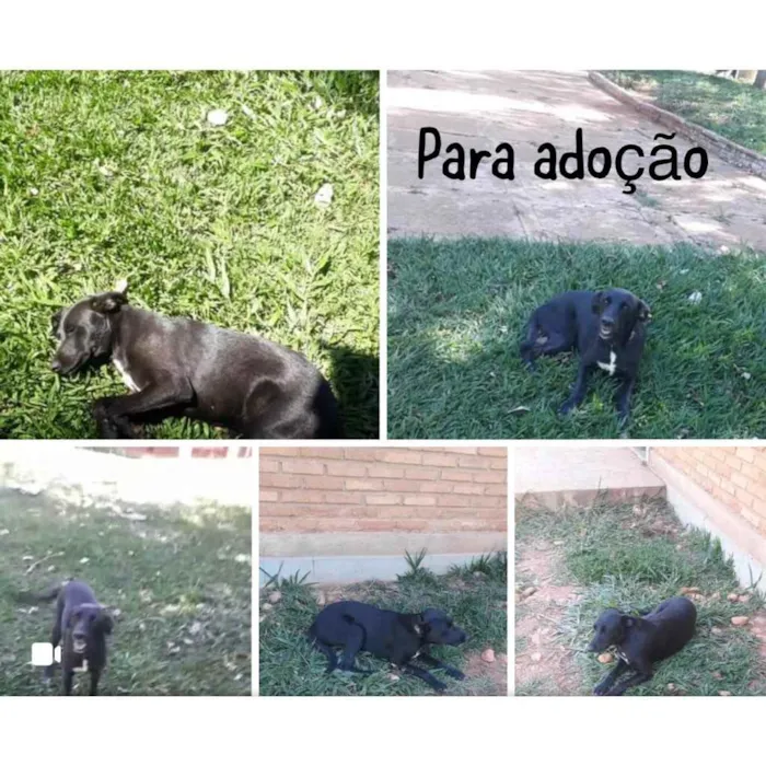 Cachorro ra a SRD idade 2 anos nome Pretinha
