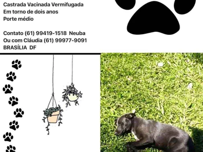 Cachorro ra a SRD idade 2 anos nome Pretinha