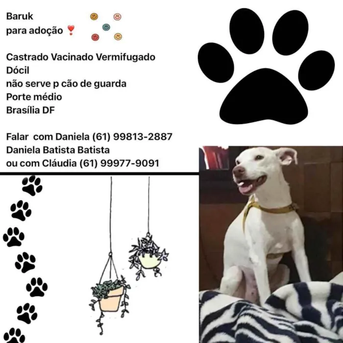Cachorro ra a SRD idade 2 anos nome Baruk