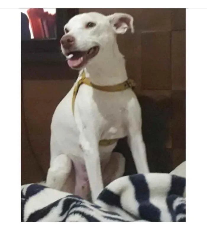 Cachorro ra a SRD idade 2 anos nome Baruk