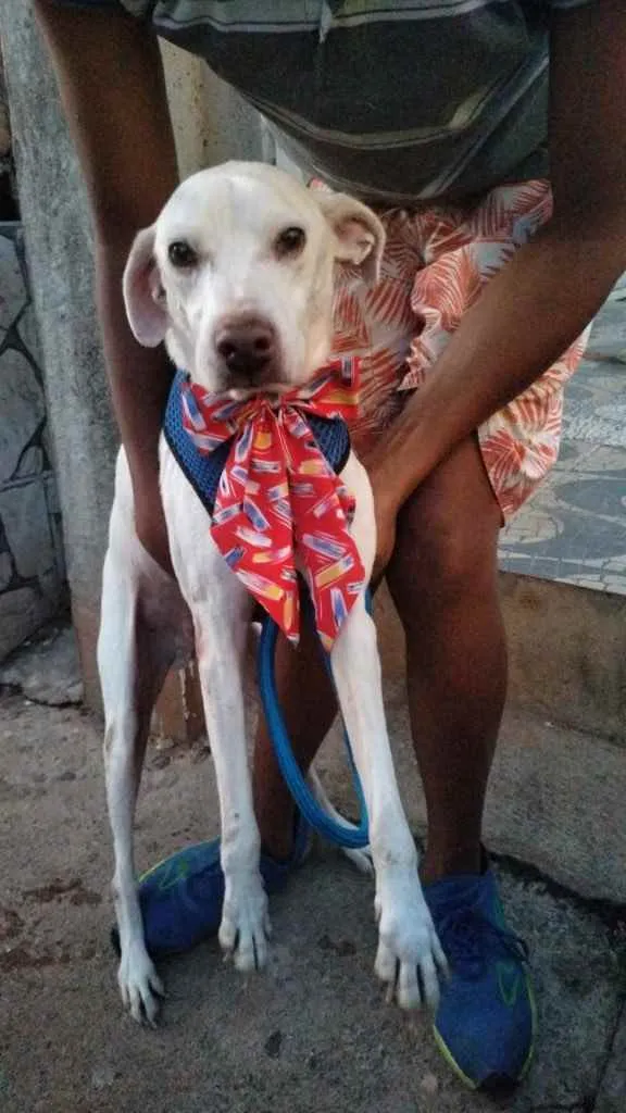 Cachorro ra a SRD idade 2 anos nome Baruk
