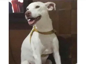 Cachorro raça SRD idade 2 anos nome Baruk