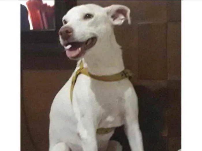 Cachorro ra a SRD idade 2 anos nome Baruk