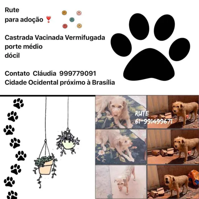 Cachorro ra a SRD idade 6 ou mais anos nome Rute