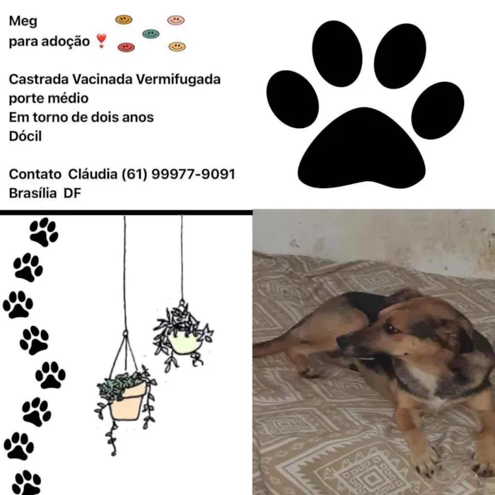 Cachorro ra a  idade 1 ano nome Meg