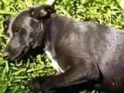 Cachorro ra a SRD idade 2 anos nome Pretinha