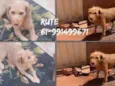 Rute