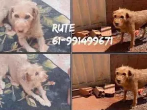 Cachorro raça SRD idade 6 ou mais anos nome Rute