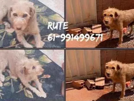 Cachorro ra a SRD idade 6 ou mais anos nome Rute