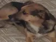 Meg