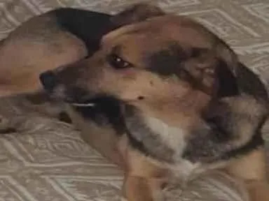 Cachorro ra a  idade 1 ano nome Meg