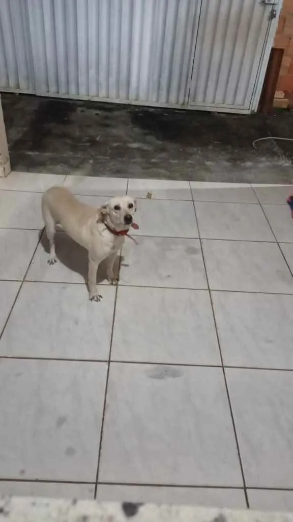 Cachorro ra a Sem raça definida  idade 5 anos nome Princesa 