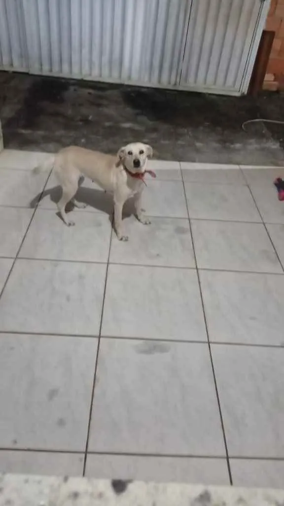 Cachorro ra a Sem raça definida  idade 5 anos nome Princesa 