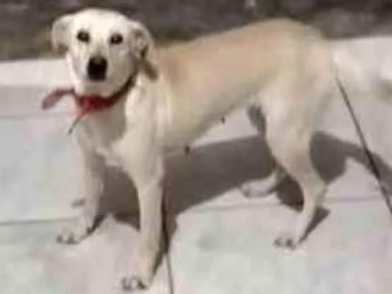 Cachorro ra a Sem raça definida  idade 5 anos nome Princesa 