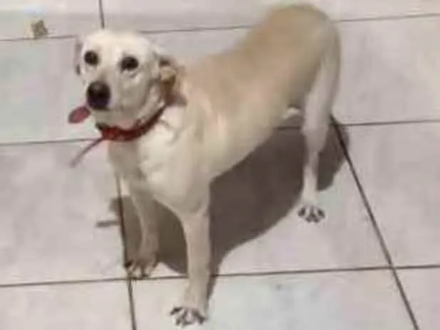 Cachorro ra a Sem raça definida  idade 5 anos nome Princesa 