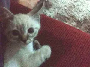 Gato raça  idade 2 a 6 meses nome Lua