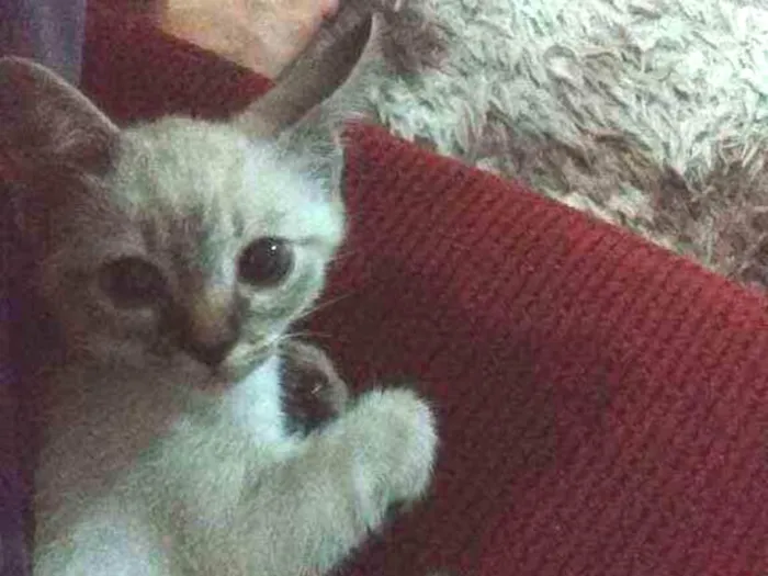 Gato ra a  idade 2 a 6 meses nome Lua