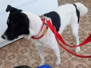 Cachorro raça Srd idade 2 anos nome Lucky 