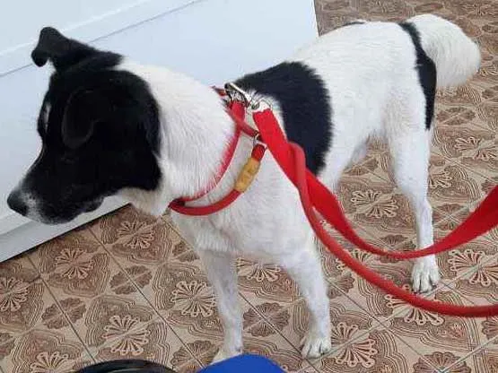 Cachorro ra a Srd idade 2 anos nome Lucky 