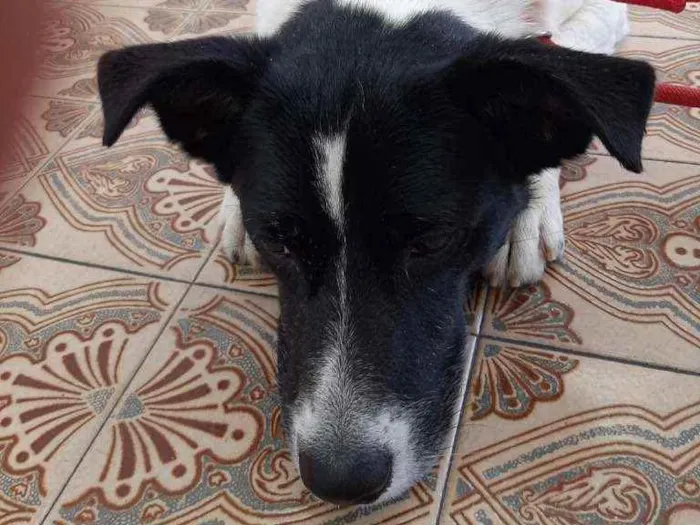 Cachorro ra a Srd idade 2 anos nome Lucky 