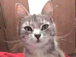 Gato raça S/R idade 2 anos nome Juliette