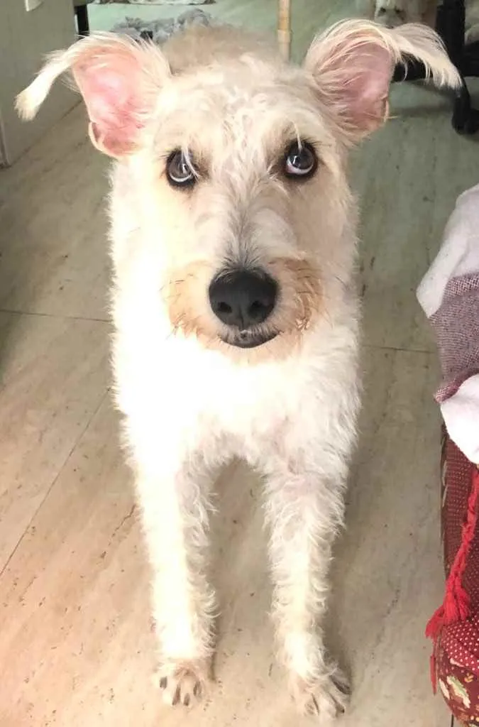 Cachorro ra a Mix  Fox Terrier pelo Duro idade 1 ano nome Denis