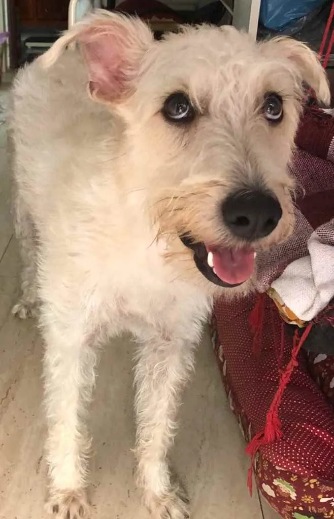 Cachorro ra a Mix  Fox Terrier pelo Duro idade 1 ano nome Denis