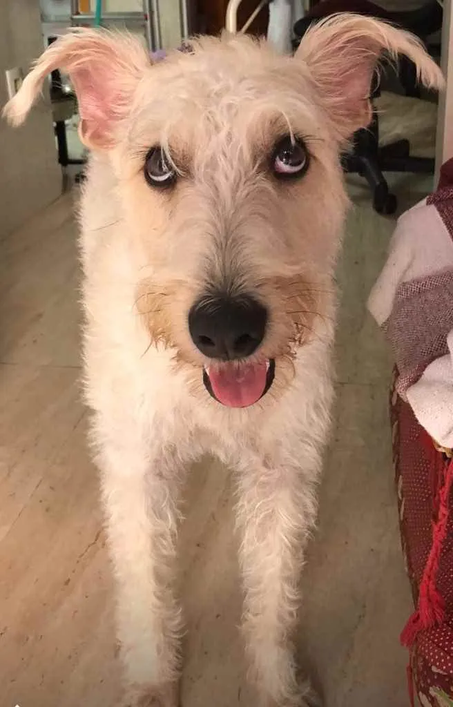 Cachorro ra a Mix  Fox Terrier pelo Duro idade 1 ano nome Denis