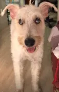 Denis